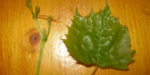 Zašto se listovi grožđa uvijaju, šta učiniti